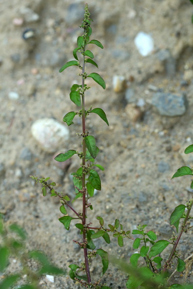 Chenopodium polyspermum_Mangefroeet Gaasefod_18072018_Slesvig_079.JPG