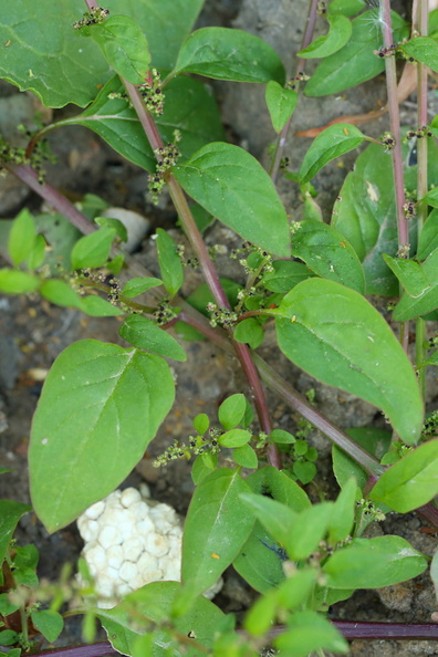 Chenopodium polyspermum_Mangefroeet Gaasefod_18072018_Slesvig_081.JPG