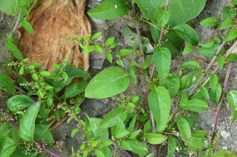Chenopodium polyspermum_Mangefroeet Gaasefod_18072018_Slesvig_083.JPG