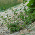 Chenopodium polyspermum_Mangefroeet Gaasefod_18072018_Slesvig_085.JPG