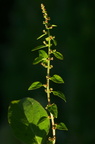 Chenopodium polyspermum (Mangefrøet Gåsefod)