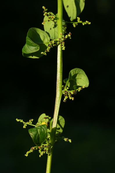 Chenopodium polyspermum_Mangefroeet Gaasefod_18072018_Slesvig_091.JPG
