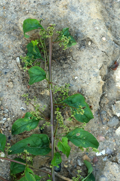 Chenopodium polyspermum_Mangefroeet Gaasefod_18072018_Slesvig_097.JPG
