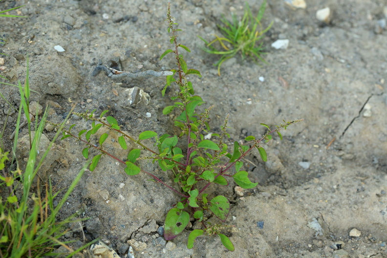 Chenopodium polyspermum_Mangefroeet Gaasefod_18072018_Slesvig_103.JPG