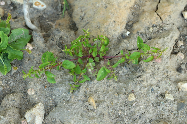 Chenopodium polyspermum_Mangefroeet Gaasefod_18072018_Slesvig_106.JPG