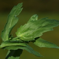 Chrysanthemum segetum_Gul Okseoeje_18102018_Herning_Kommune_012.jpg