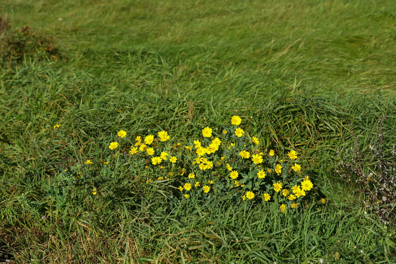 Chrysanthemum segetum_Gul Okseoeje_18102018_Herning_Kommune_013.jpg