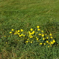 Chrysanthemum segetum (Gul Okseøje)