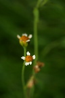 Galinsoga parviflora (Håret Kortstråle)