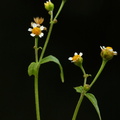 Galinsoga parviflora (Håret Kortstråle)