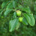 Malus domestica (Sød æble)