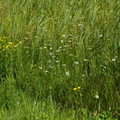 Oenanthe lachenalii (Eng-klaseskærm)