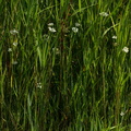 Oenanthe lachenalii (Eng-klaseskærm)