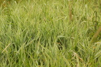 Phalaris arundinacea var. picta (Båndgræs)