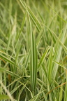 Phalaris arundinacea var. picta (Båndgræs)