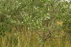 Populus alba (Sølv-poppel)