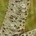 Populus alba (Sølv-poppel)