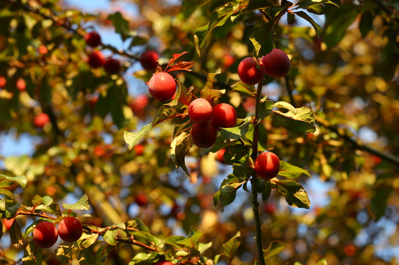 Prunus cerasifera_Mirabel_17072018_Slesvig_016.jpg