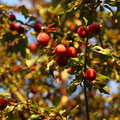 Prunus cerasifera_Mirabel_17072018_Slesvig_016.jpg