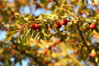 Prunus cerasifera (Mirabel)