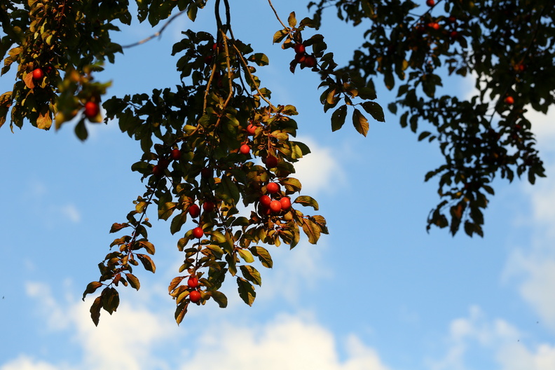 Prunus cerasifera_Mirabel_17072018_Slesvig_019.jpg