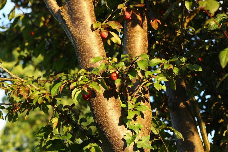 Prunus cerasifera_Mirabel_17072018_Slesvig_021.jpg