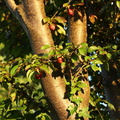 Prunus cerasifera (Mirabel)