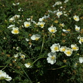 Rosa pimpinellifolia_Klit-Rose_05062018_Nationalpark_Thy_004.JPG