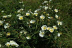 Rosa pimpinellifolia (Klit-rose)