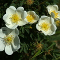 Rosa pimpinellifolia_Klit-Rose_05062018_Nationalpark_Thy_007.JPG