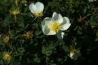 Rosa pimpinellifolia (Klit-rose)