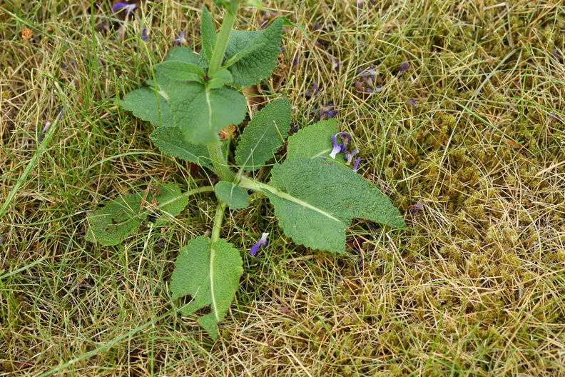 Salvia pratensis_Eng-salvie_18072018_Slesvig_008.JPG