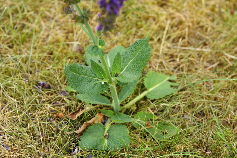 Salvia pratensis_Eng-salvie_18072018_Slesvig_009.JPG