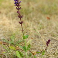 Salvia pratensis (Eng-salvie)