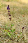 Salvia pratensis (Eng-salvie)