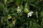 Silene latifolia ssp. alba (Aften-pragtstjerne)