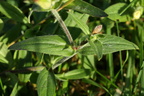 Silene latifolia ssp. alba (Aften-pragtstjerne)