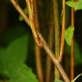 Spiraea douglasii (Rævehale-spiræa)