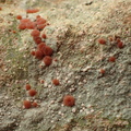 Trapelia coarctata (Hvidrandet Brunskivelav)