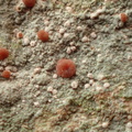 Trapelia coarctata (Hvidrandet Brunskivelav)