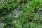 Diplophyllum albicans (Stribet Dobbeltblad)