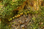 Homalothecium sericeum (Krybende Silkemos)