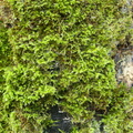 Homalothecium sericeum_Krybende Silkemos_22112021_Velling_Skov_007.jpg