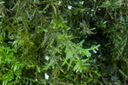 Neckera complanata (Almindelig Fladmos)
