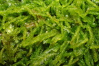 Nowellia curvifolia (Krumbladet Stødmos)
