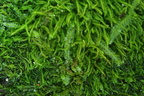 Nowellia curvifolia (Krumbladet Stødmos)