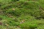 Plagiochila asplenioides ssp. asplenioides (Radeløv-hindeblad)