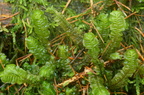 Plagiochila asplenioides ssp. asplenioides (Radeløv-hindeblad)