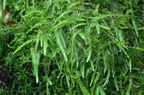 Plagiothecium undulatum (Bølget Tæppemos)