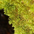 Porella platyphylla_Almindelig Skaelryg_22112021_Velling_Skov_003.jpg